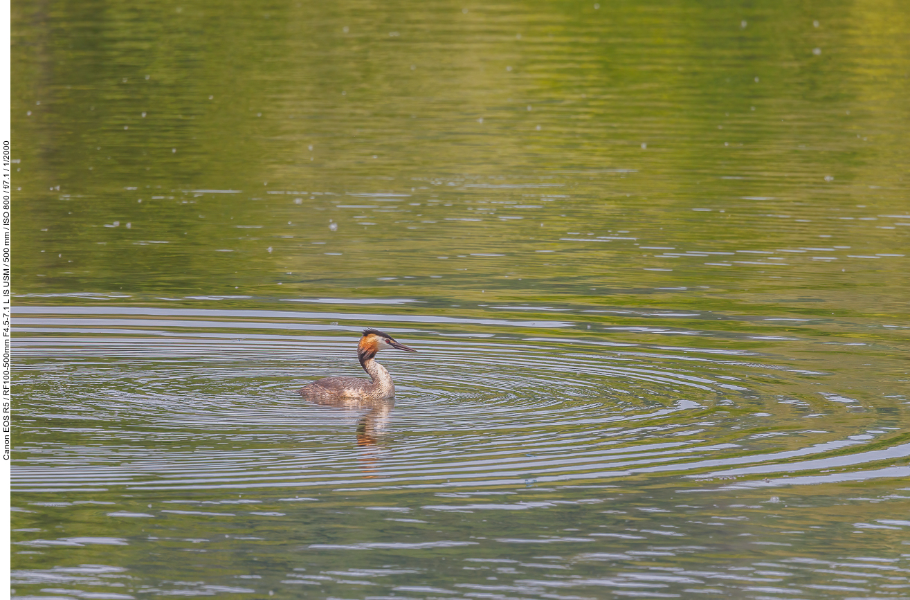 Haubentaucher [Podiceps cristatus]
