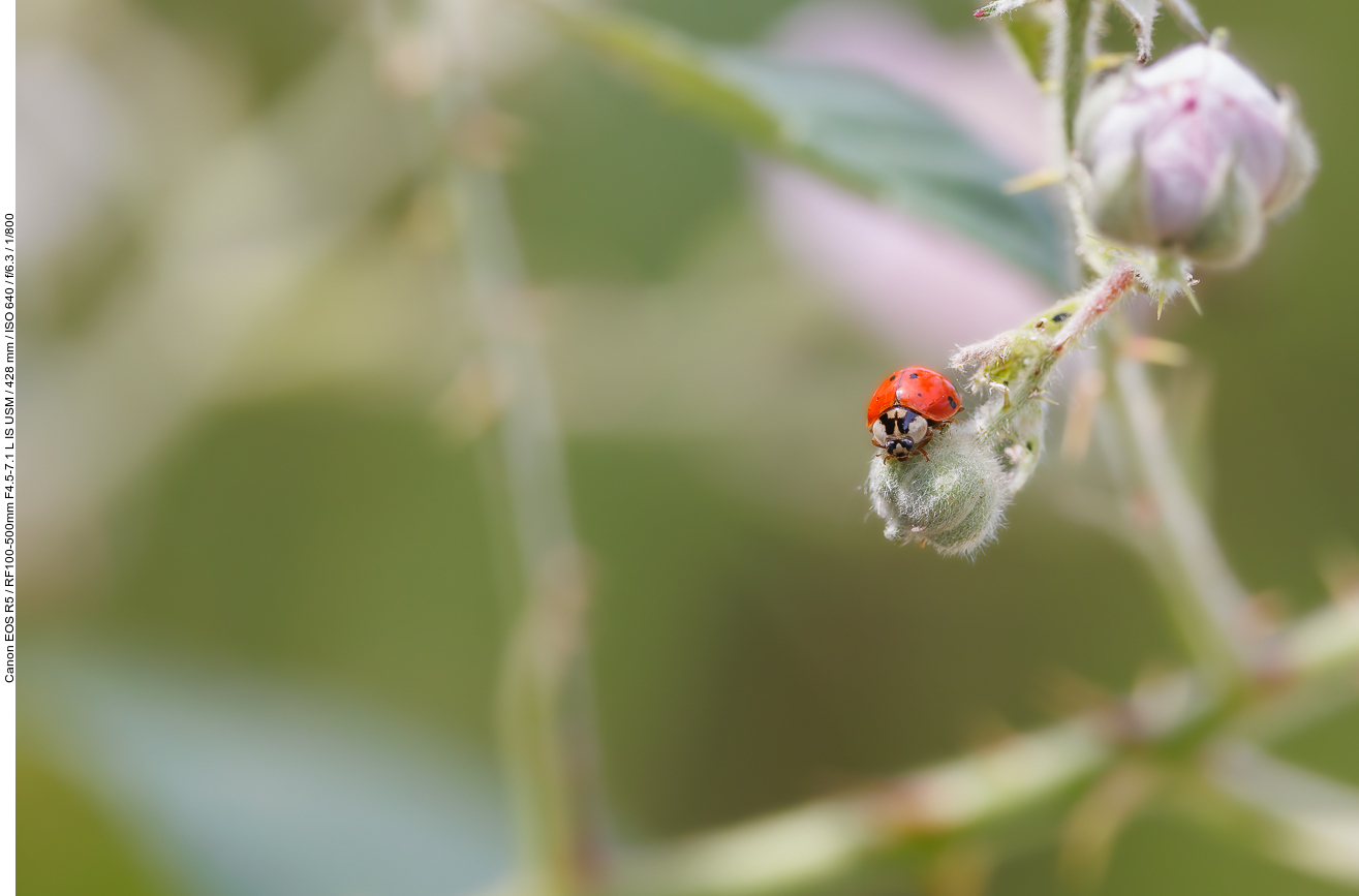 Eine Farbmorphe des Asiatischen Marienkäfers [Harmonia axyridis]