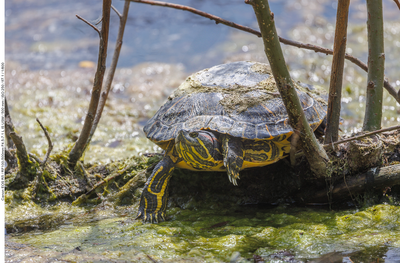 Rotwangen-Schmuckschildkröte [Trachemys scripta elegans]