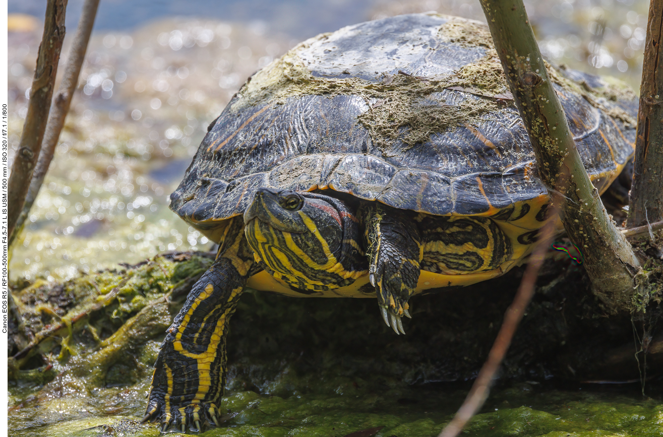 Rotwangen-Schmuckschildkröte [Trachemys scripta elegans]