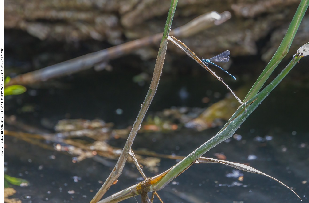 Vermutlich eine Blaugrüne Mosaikjungfer [Aeshna cyanea]