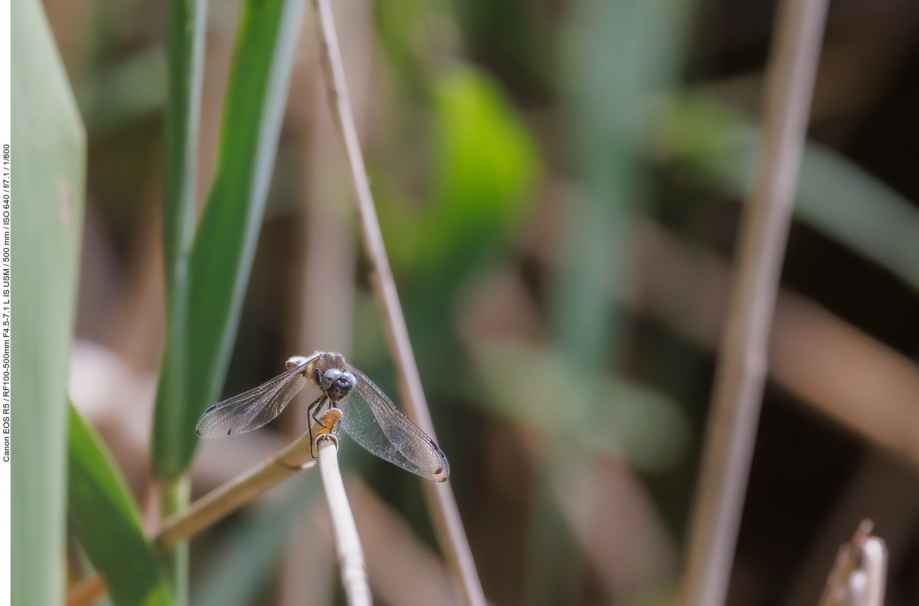 Libelle, nicht bestimmt