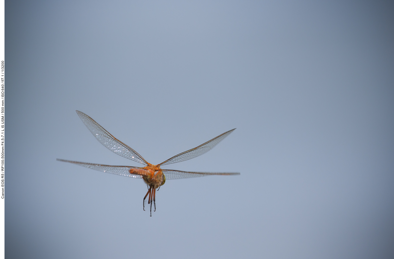 Wahrscheinlich eine Große Heidelibelle [Sympetrum striolatum]