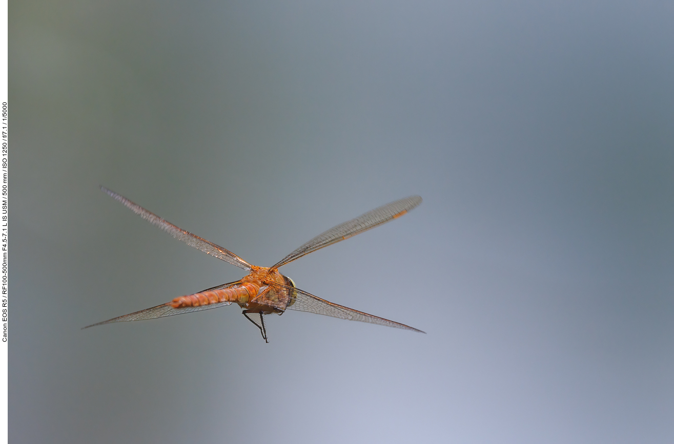 Wahrscheinlich eine Große Heidelibelle [Sympetrum striolatum]