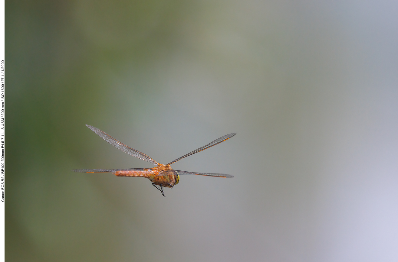 Wahrscheinlich eine Große Heidelibelle [Sympetrum striolatum]