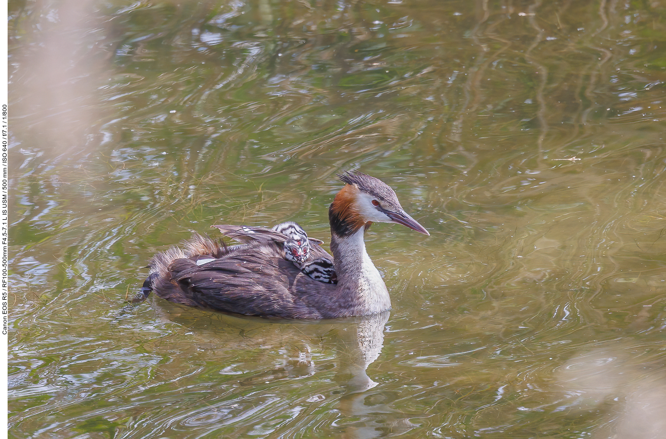Haubentaucher [Podiceps cristatus] mit zwei Küken auf dem Rücken - vergrößert