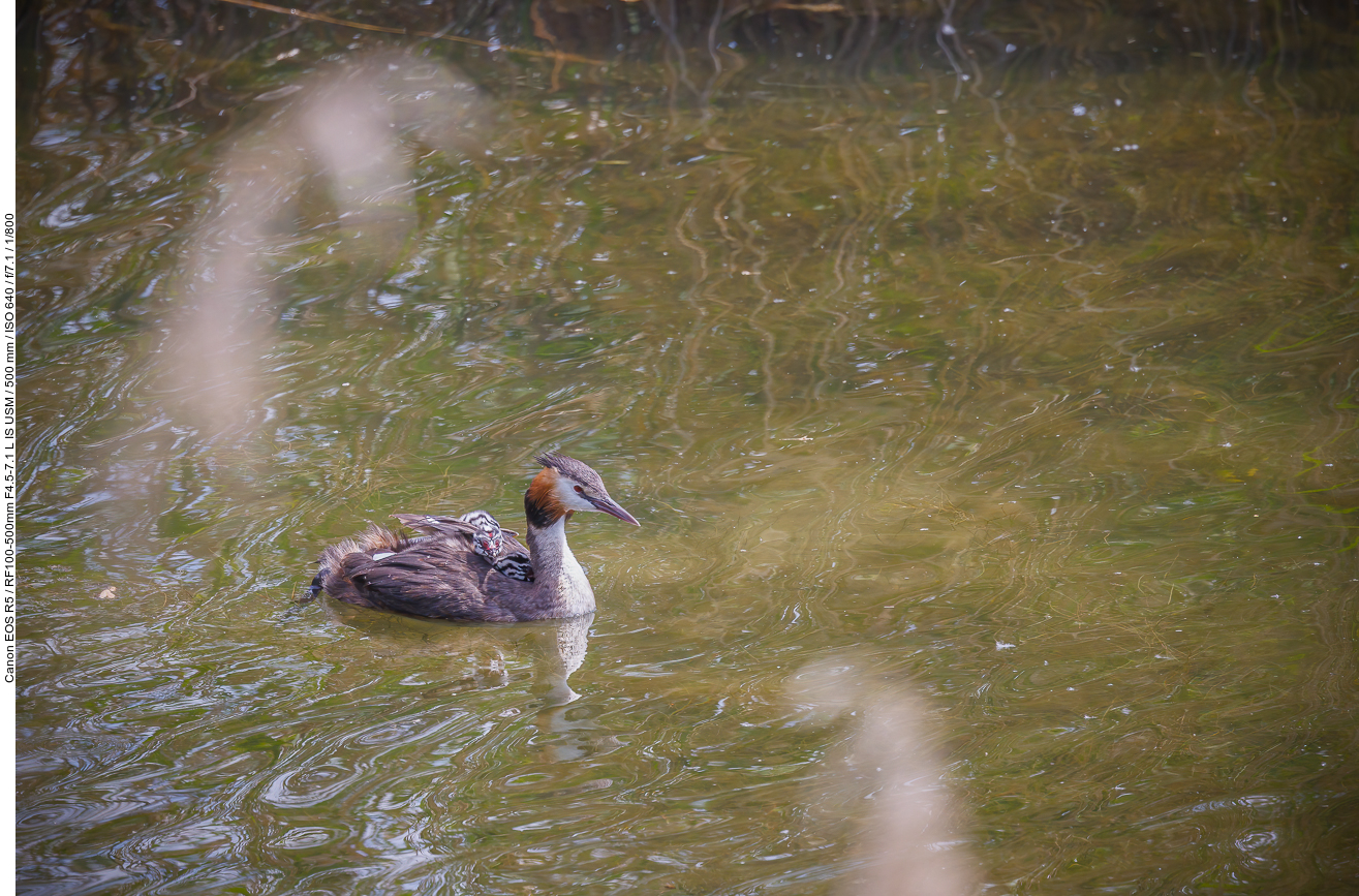 Haubentaucher [Podiceps cristatus] mit zwei Küken auf dem Rücken