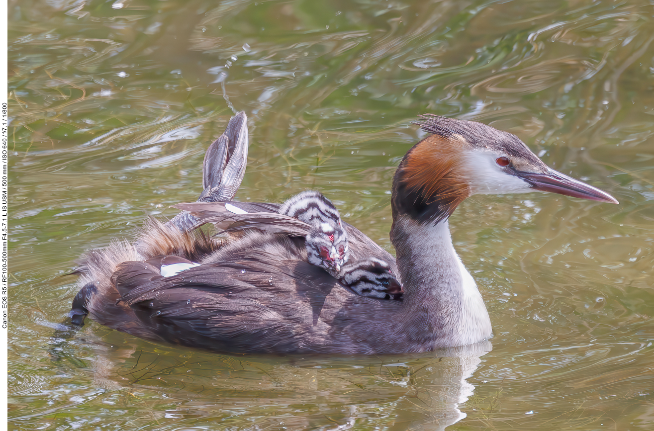 Haubentaucher [Podiceps cristatus] mit zwei Küken auf dem Rücken - stark vergrößert