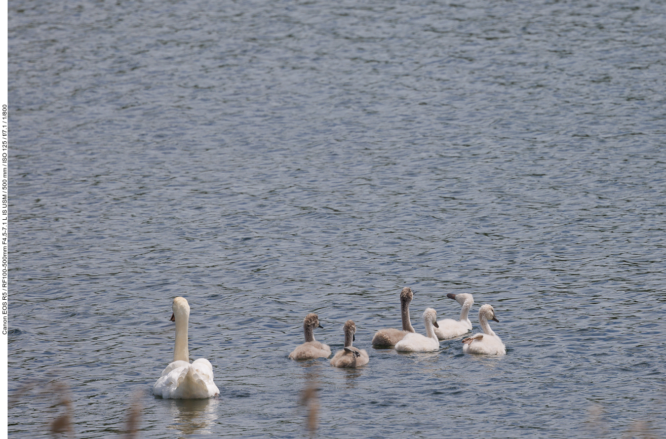 Höckerschwäne [Cygnus olor] auf Familienausflug