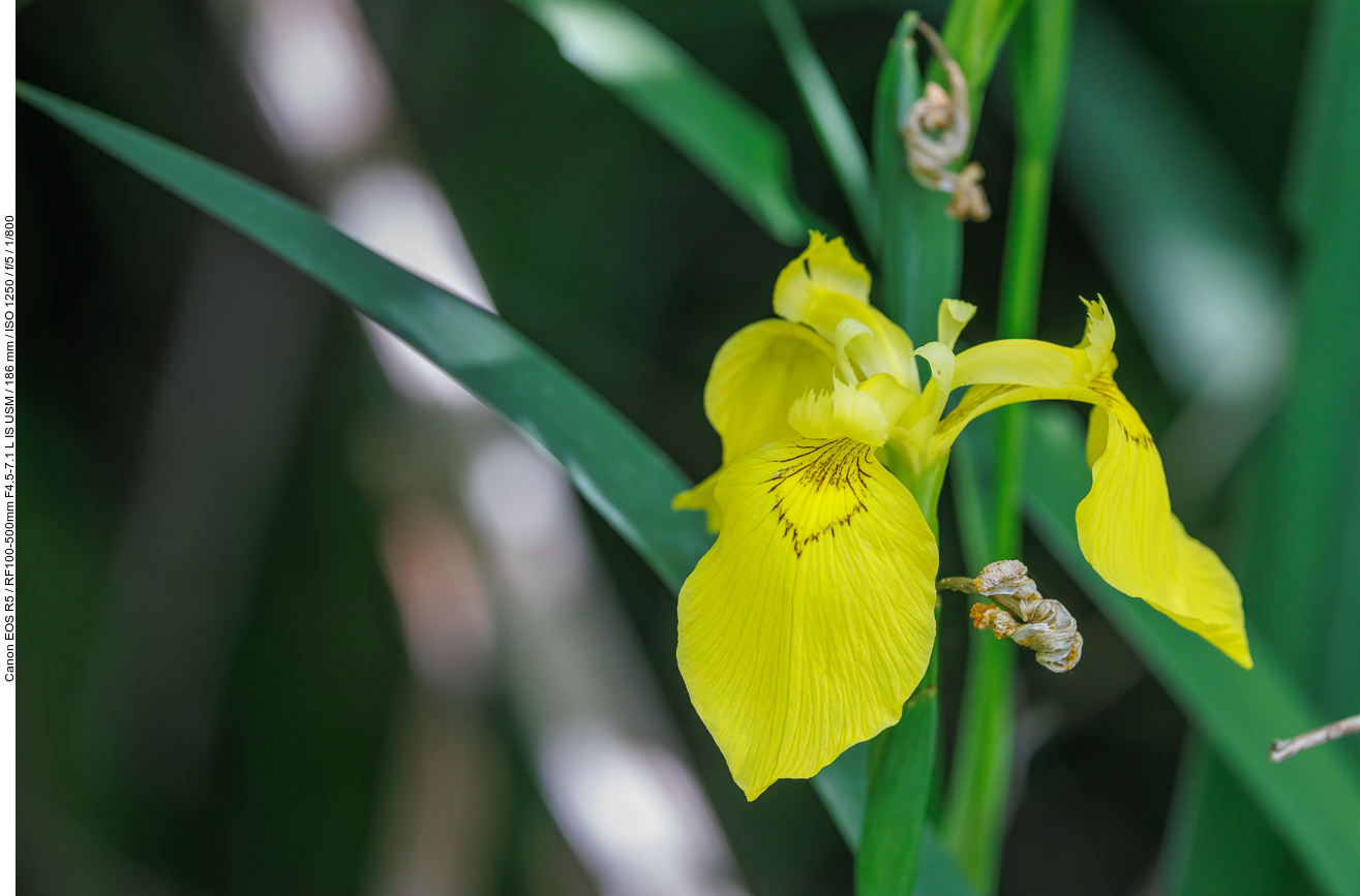 Sumpf-Schwertlilie [Iris pseudacorus]