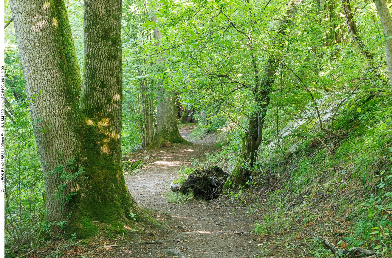 Schmaler Pfad am Ufer des Alten Rheins