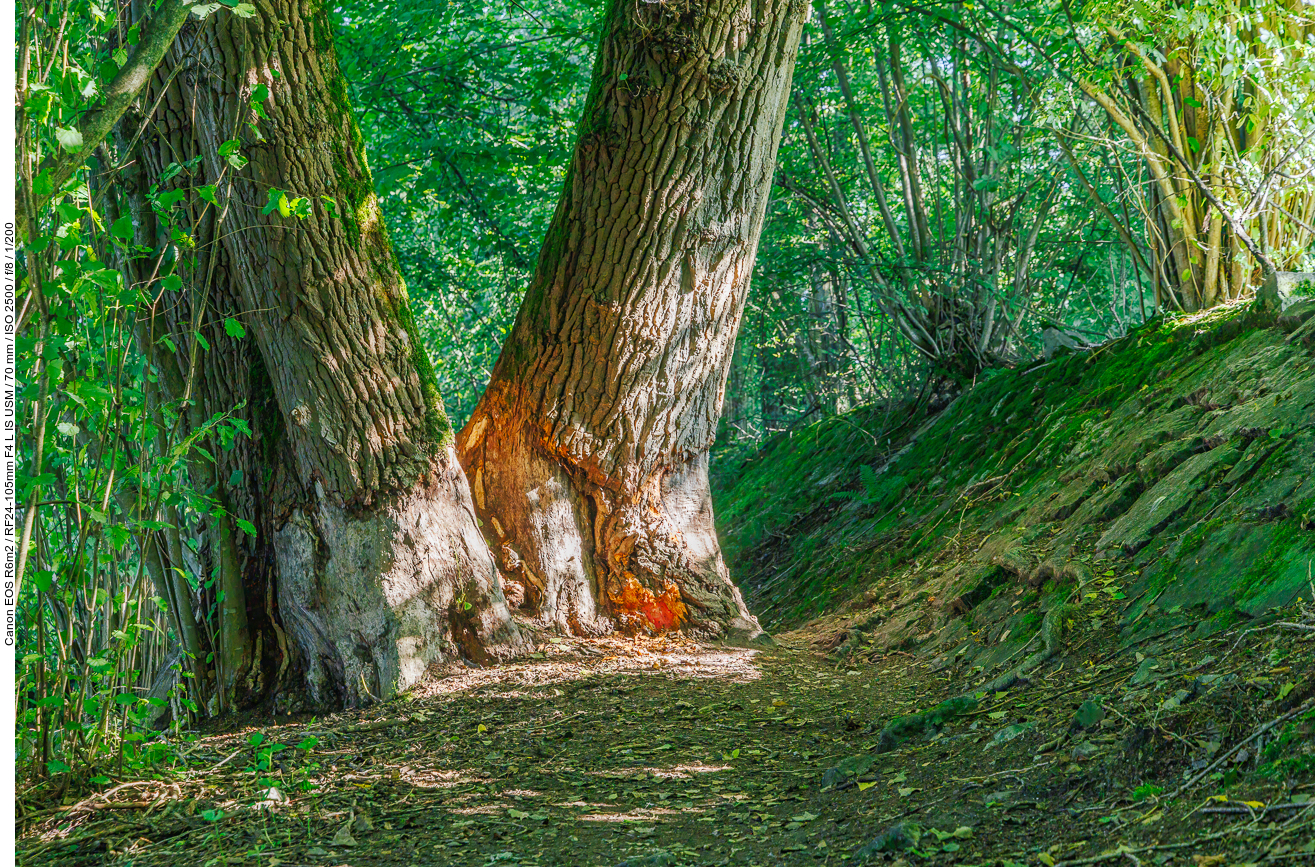 Die Sonne strahlt auf den Baum