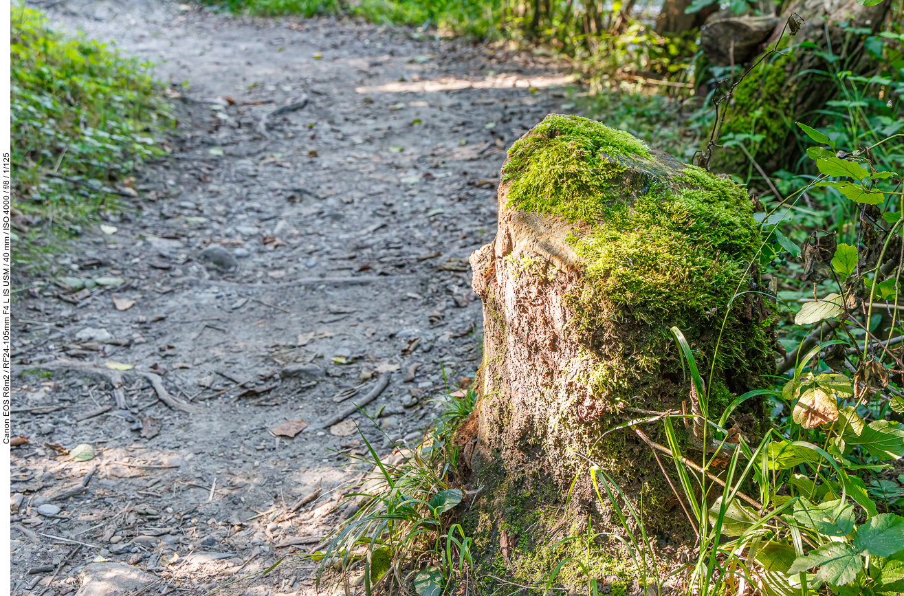 Infos zum Wasserschloss im Schluchtwald