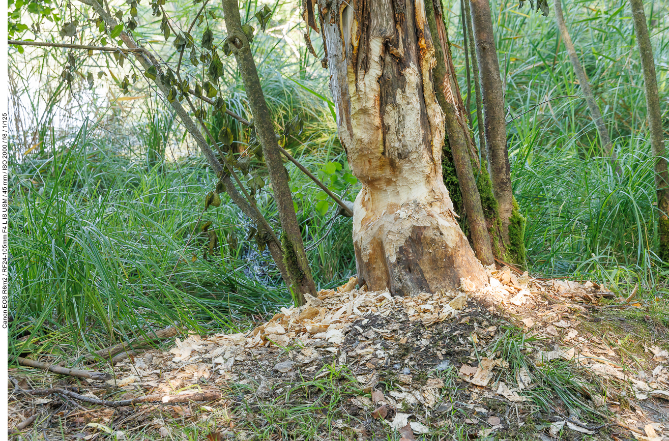 ... deshalb werden manche Bäume vor den Nagern geschützt