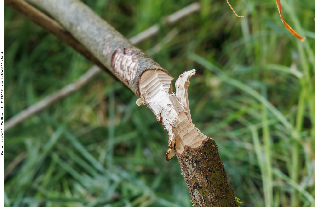 ... und hier sind ganz frische Nagespuren ...