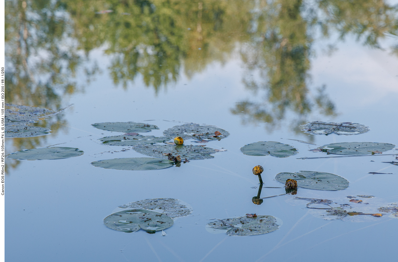 Seerosen, noch geschlossen