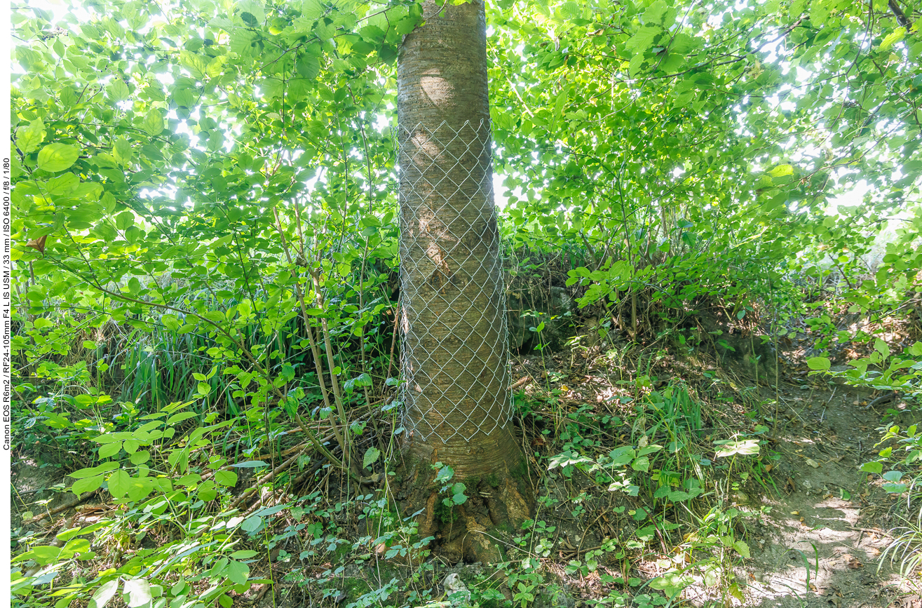 Drahtzaun um einen Baum?