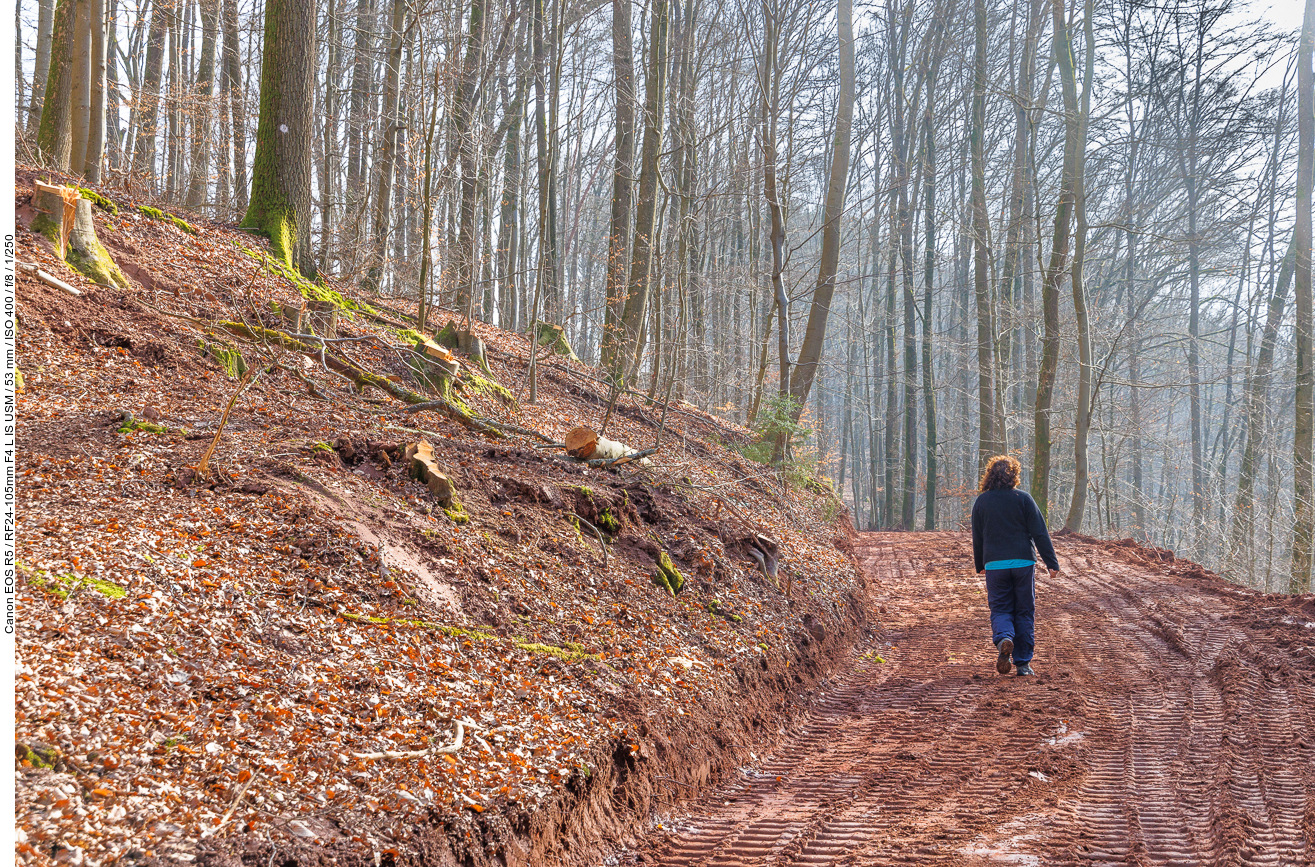 Wir wandern auf zerfurchtem Waldboden