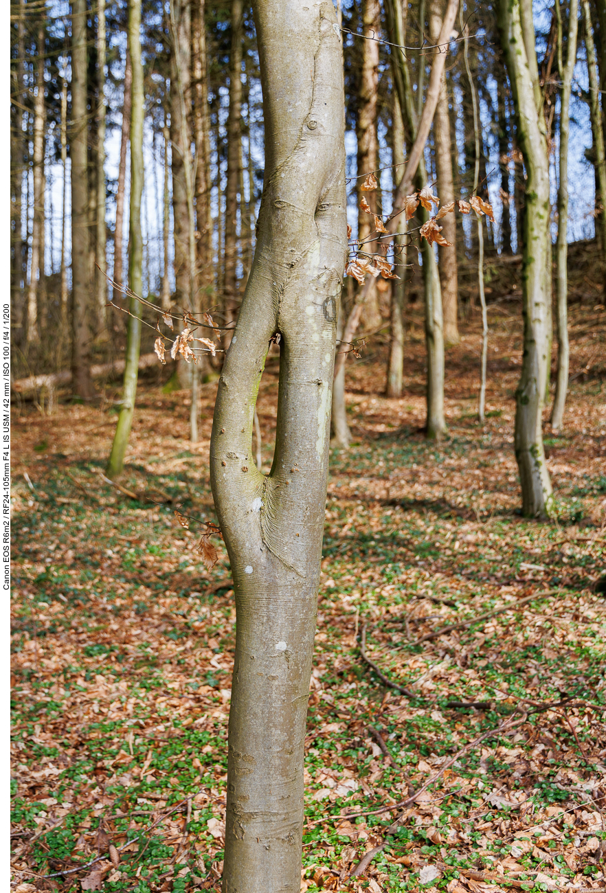 Merkwürdig gewachsener Baum