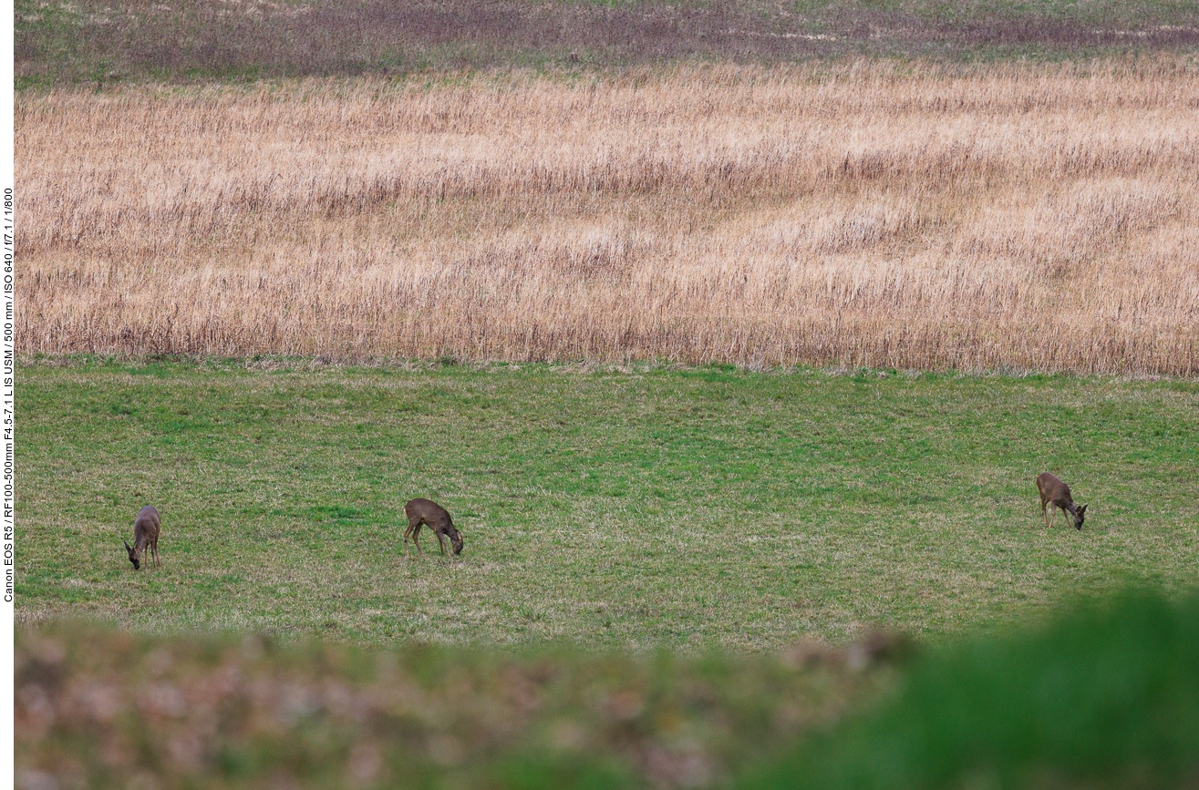 Libellen gibt es um diese Jahreszeit noch nicht ...