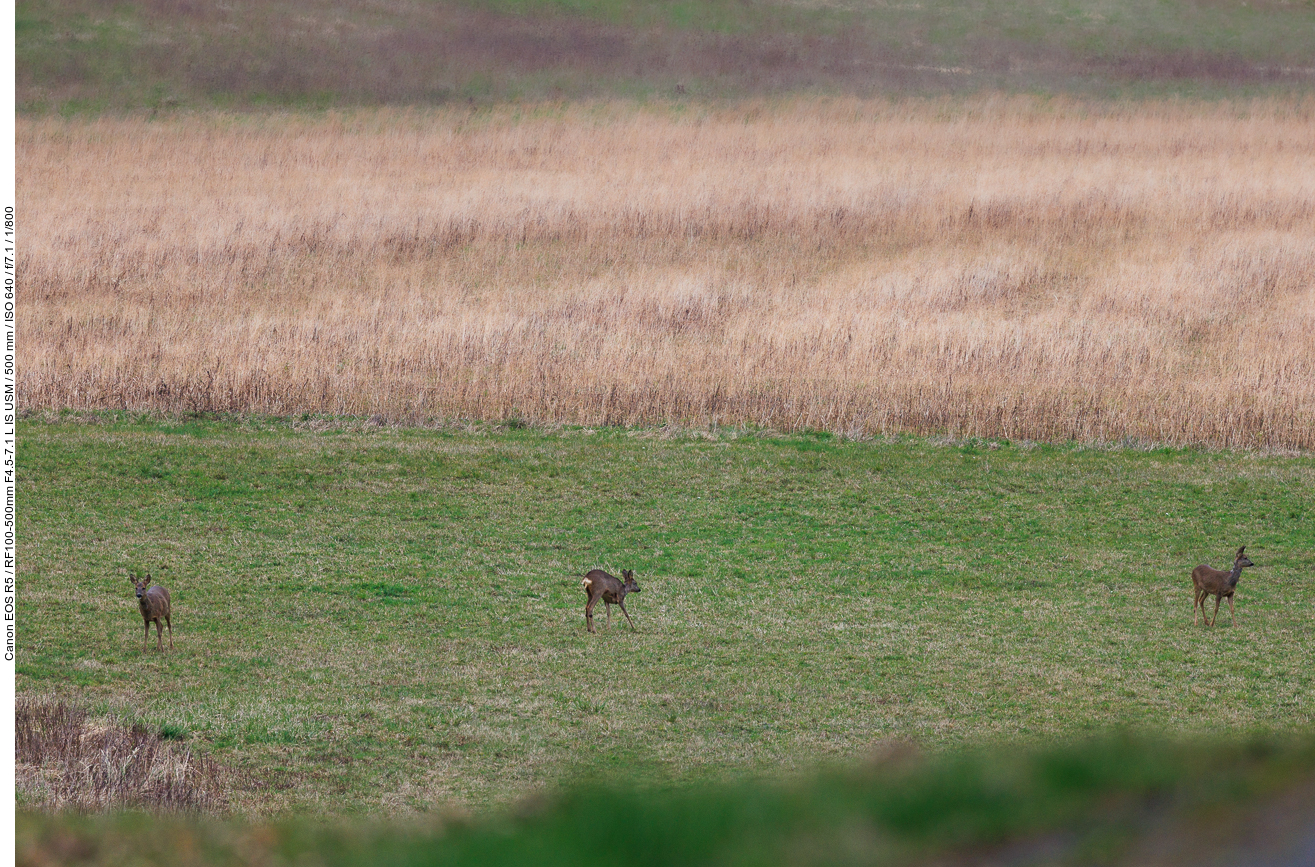 ... aber einige äsende Rehe sind auch nicht schlecht
