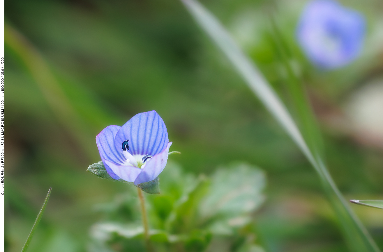 Persischer Ehrenpreis [Veronica persica]