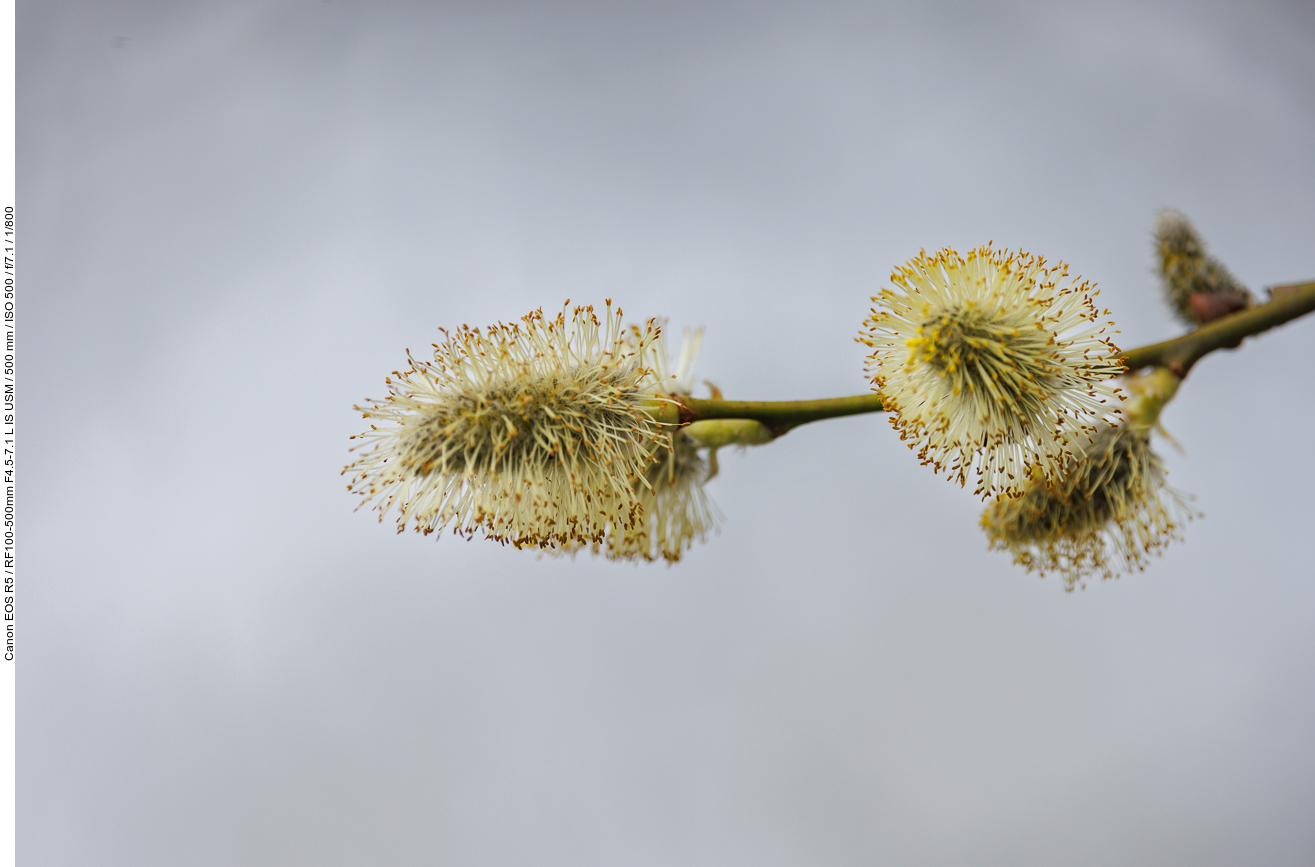 Sal-Weide [Salix caprea]