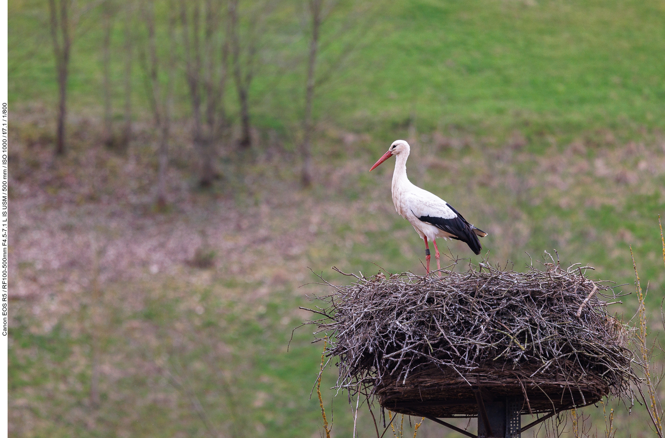 Weißstorch [Ciconia ciconia]