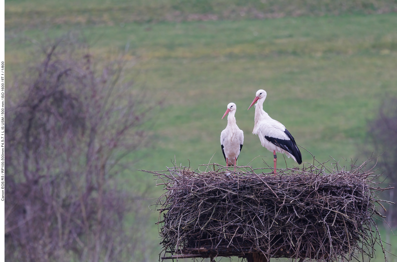 Der Nestgröße nach, sind die Vögel schon seit Jahren hier am Brüten