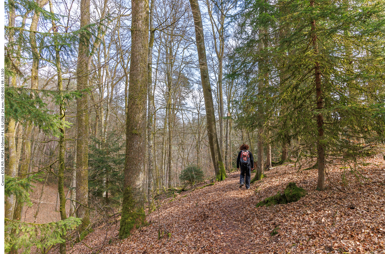 Schmaler Waldpfad