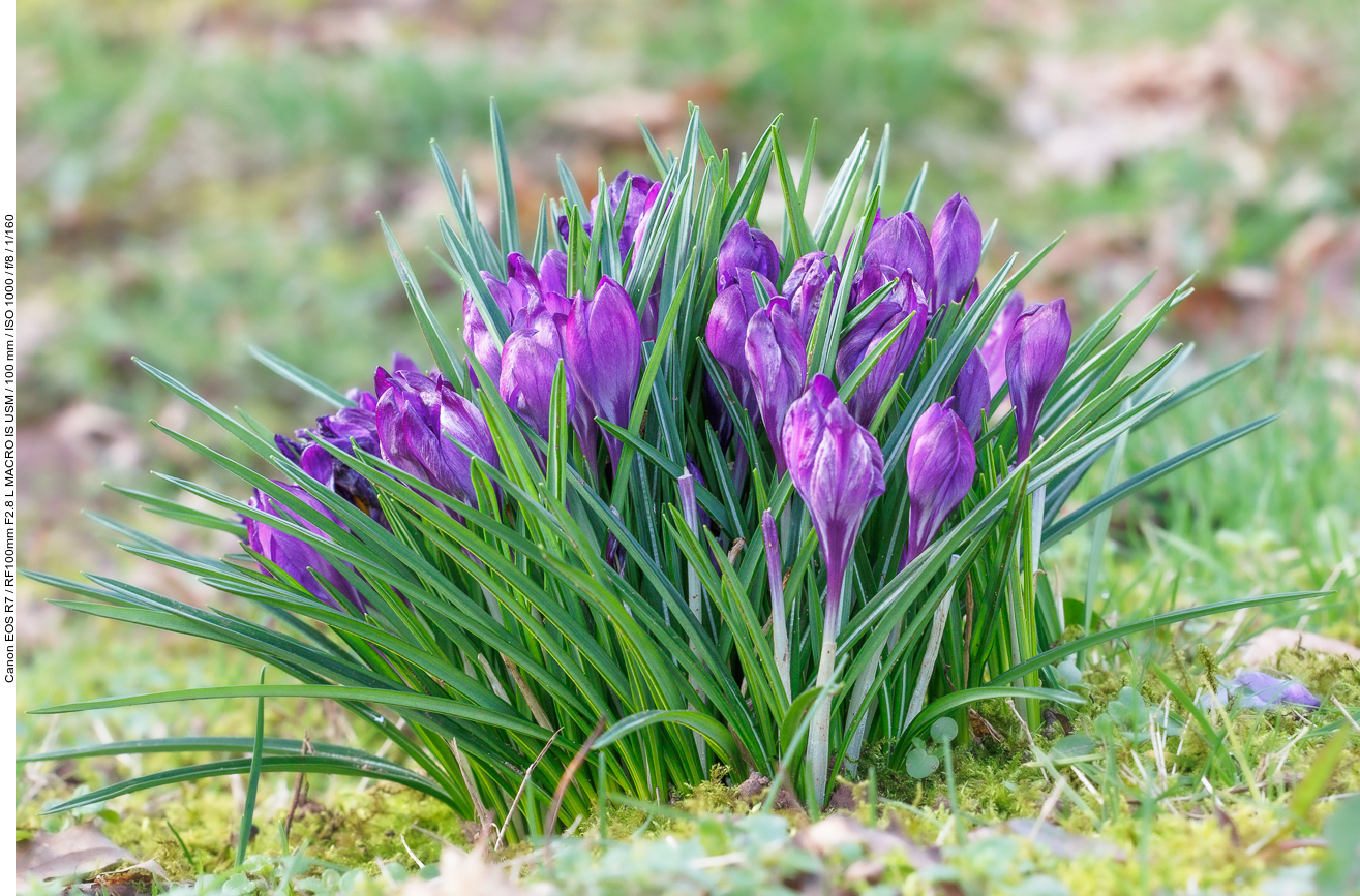 Dalmatiner Krokus [Crocus tommasianius]