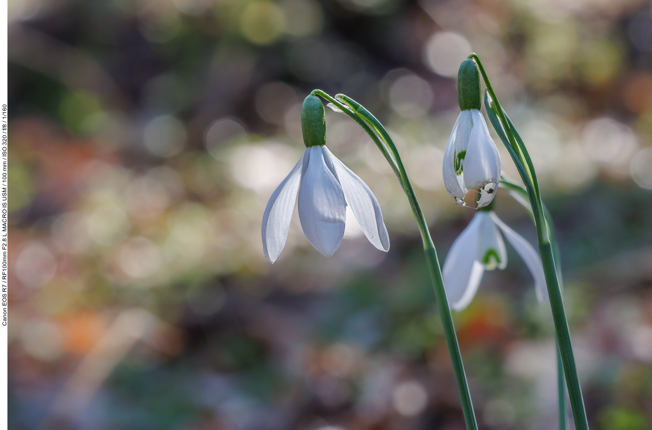 Echtes Schneeglöckchen [Galanthus nivalis]