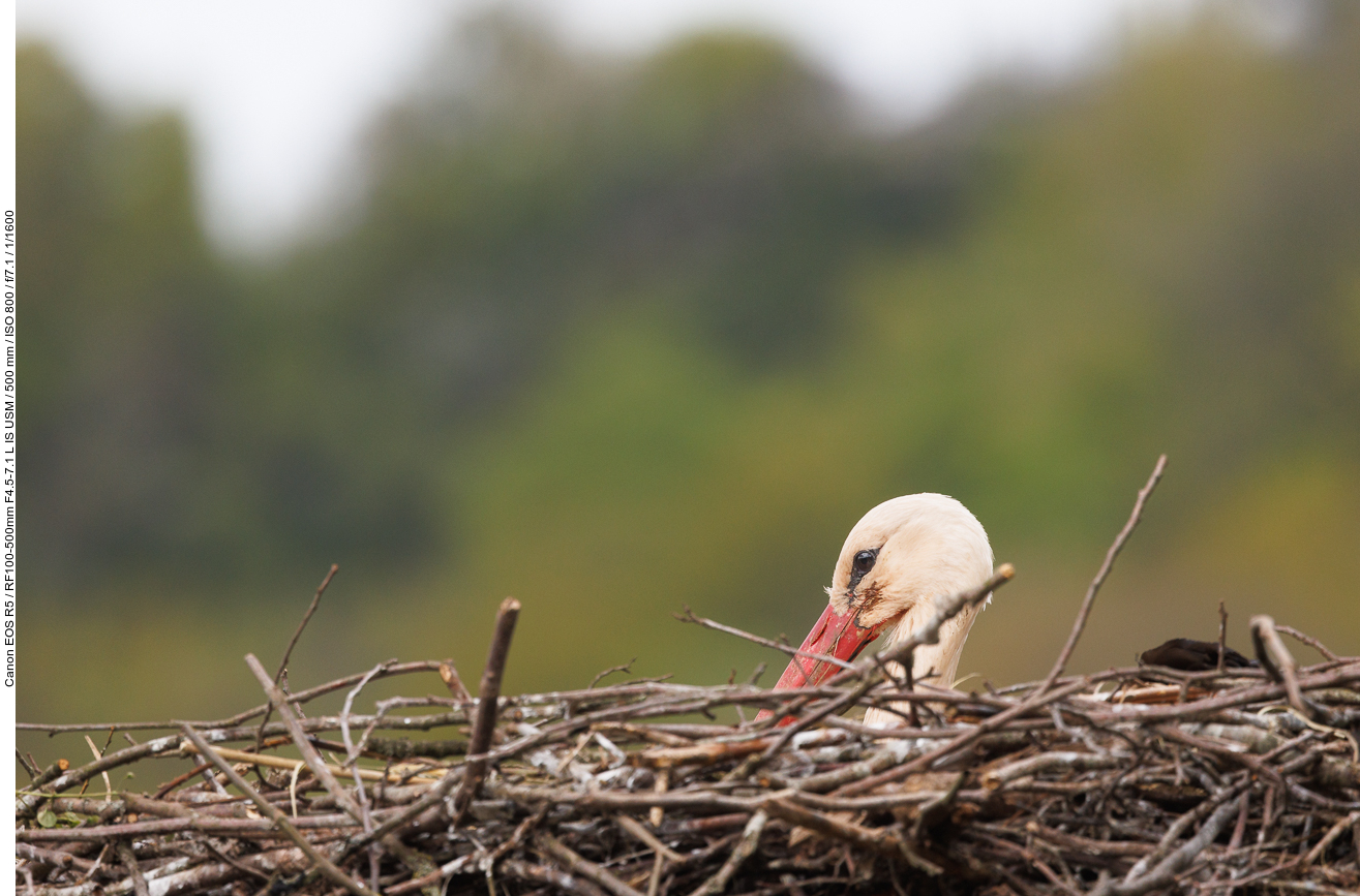 Weißstorch im Nest