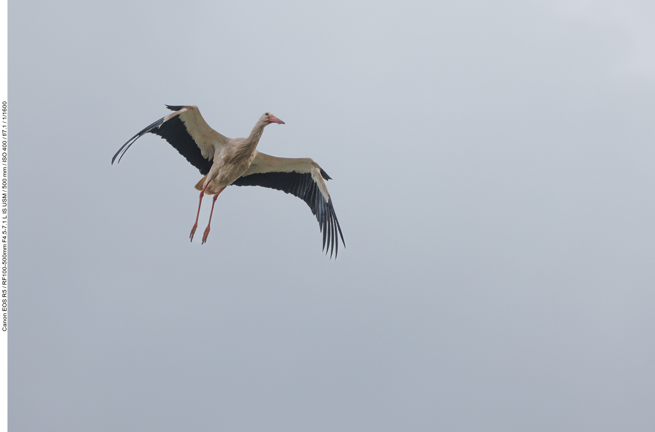 Storch im Anflug