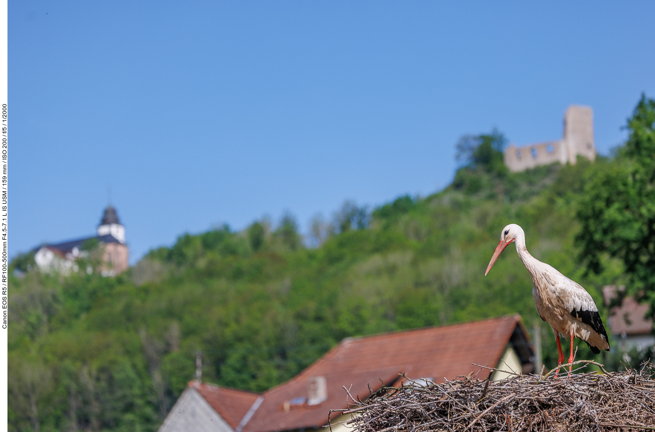 Natürlich bin ich hier um Störche zu beobachten ...