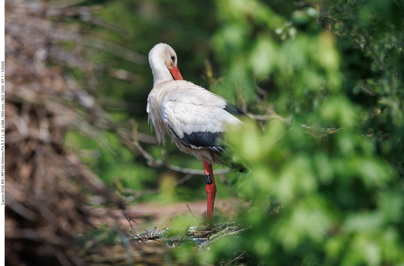 Etwas versteckter Storch