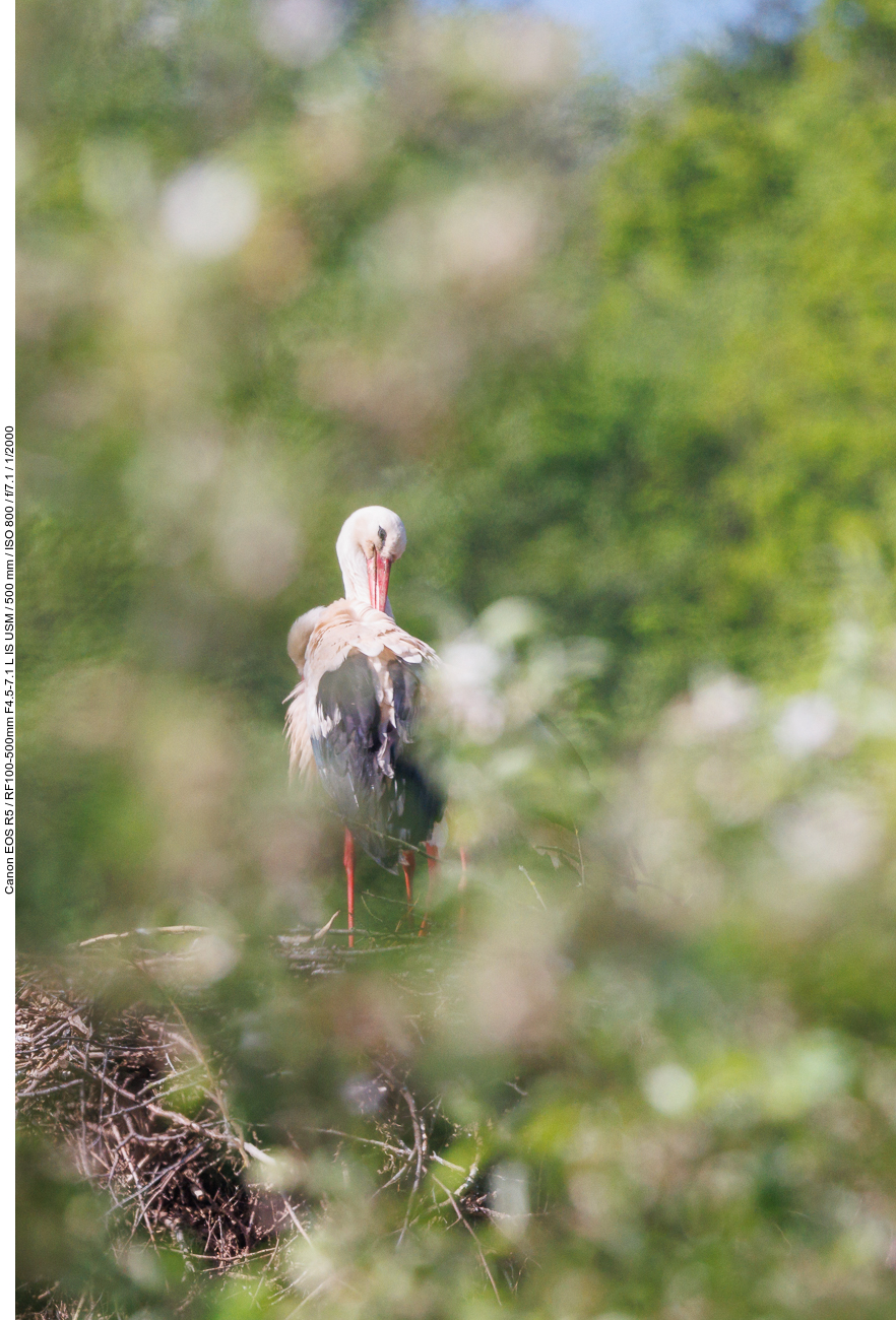 Etwas versteckter Storch