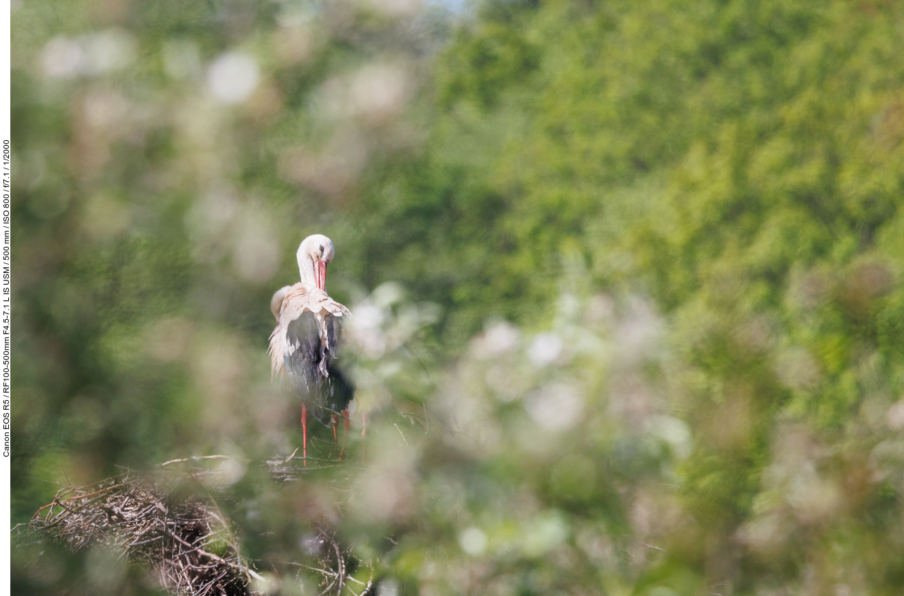 Etwas versteckter Storch