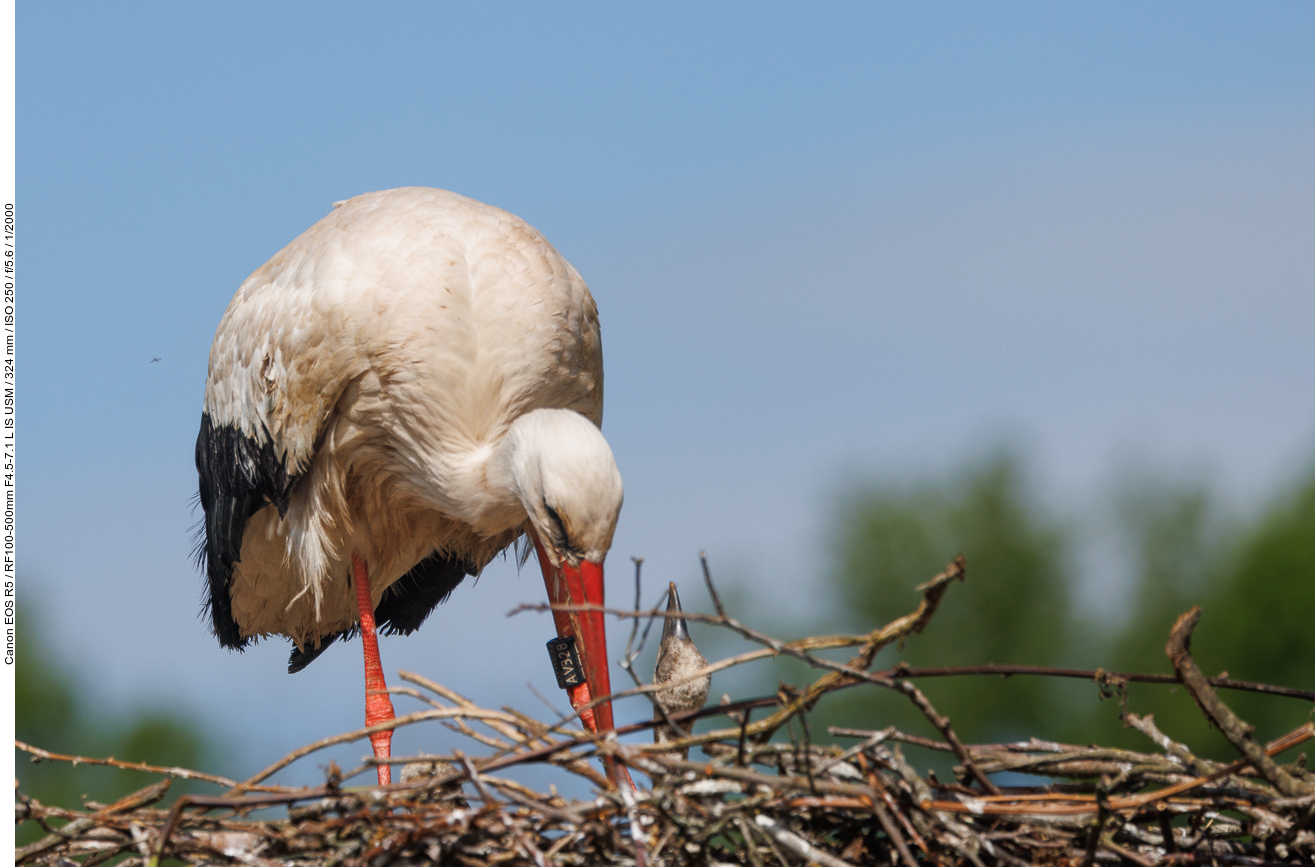 Die Nestlinge müssen gepflegt werden