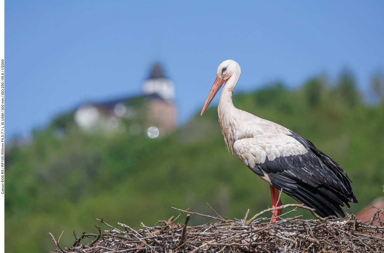 Storch mit Propstei St. Remigius