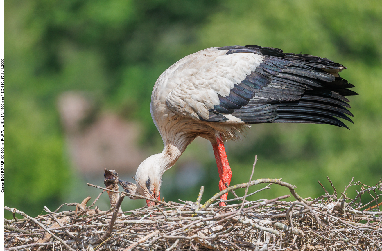 Storch mit Nachwuchs ...