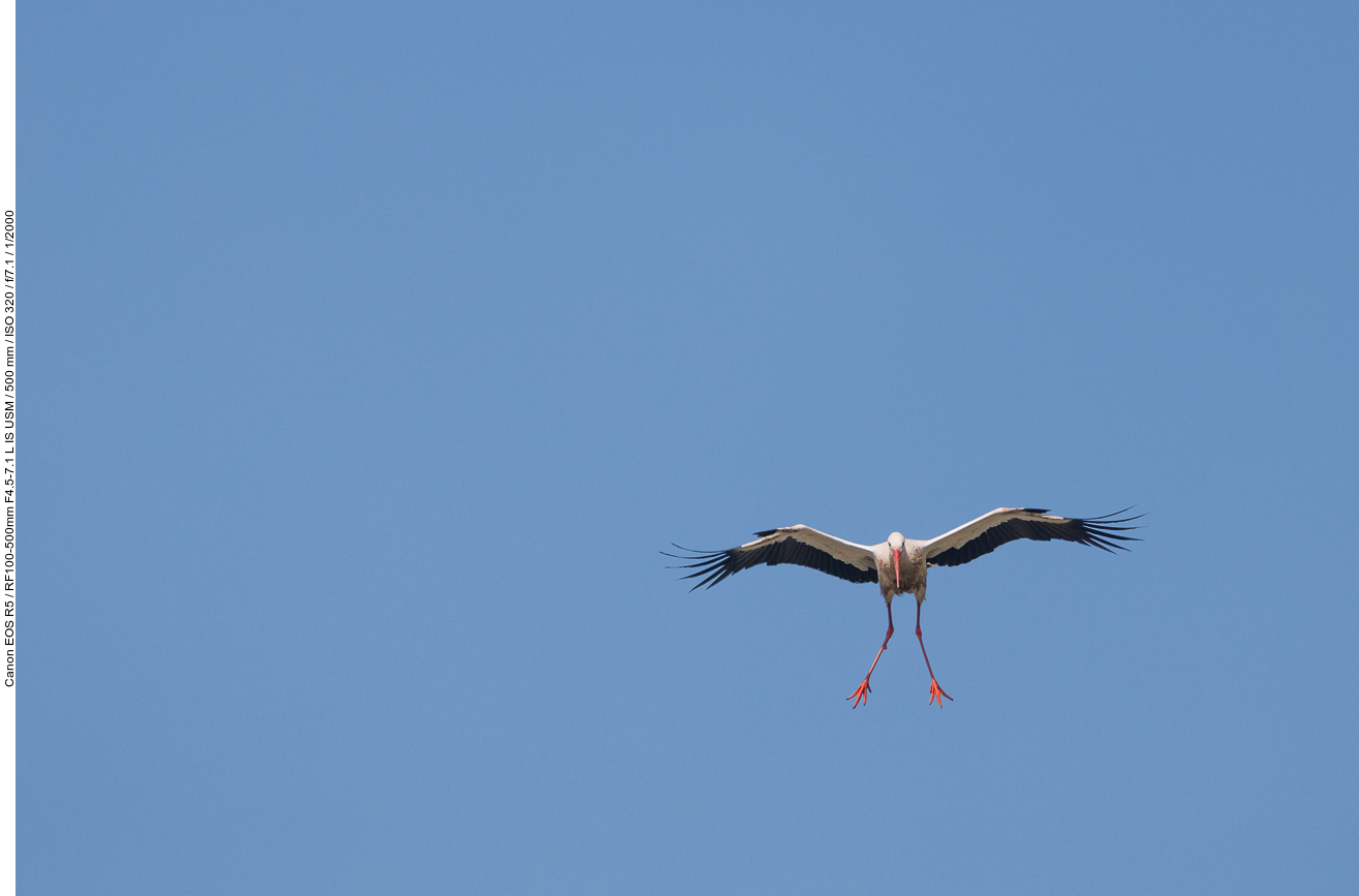 Storch im Anflug