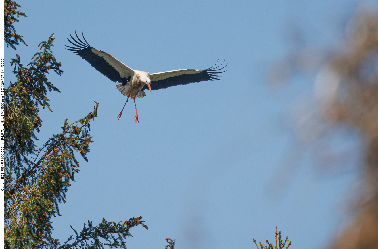 Storch im Anflug