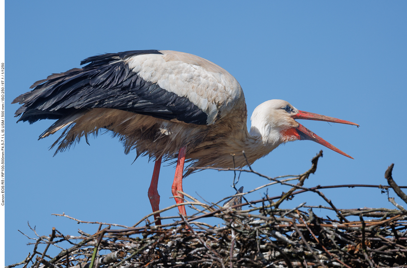 Storch mit Nachwuchs