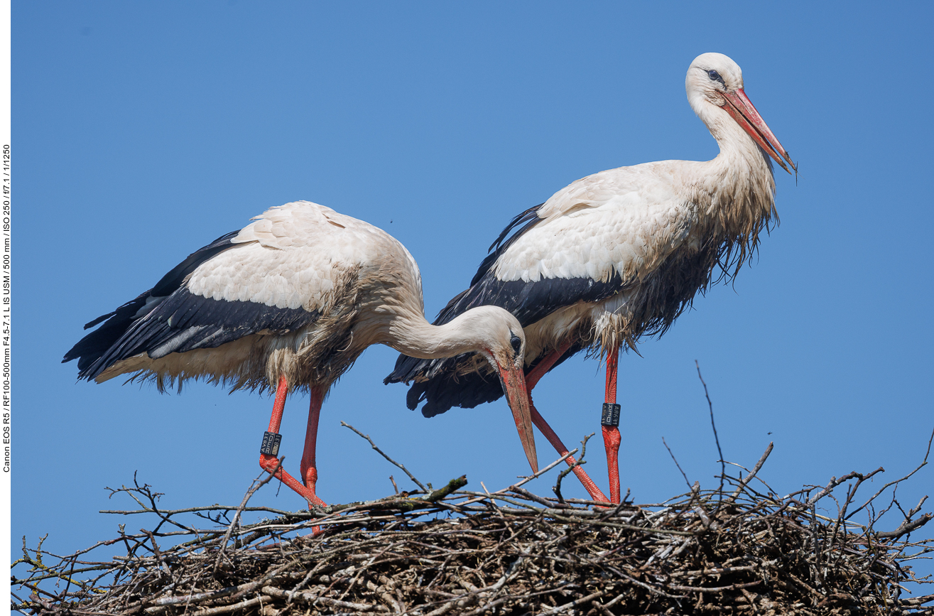 Storchenpaar