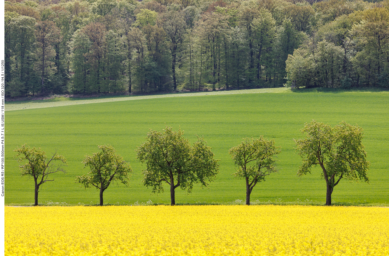 Bäume am Rapsfeld