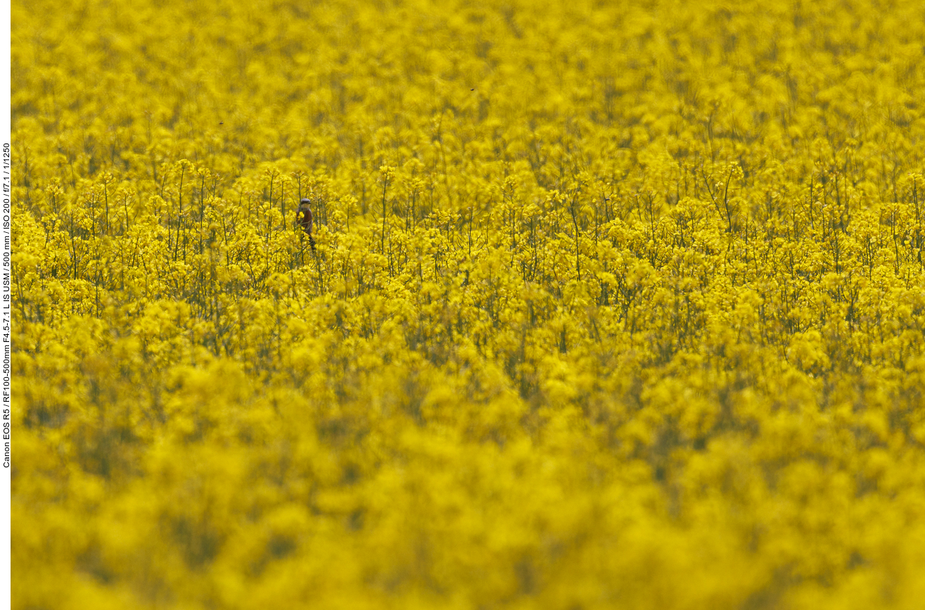 Leider viel zu weit weg, das könnte ein männlicher Neuntöter im Raps sein