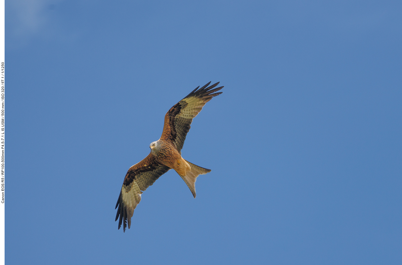 Rotmilan [Milvus milvus] ...