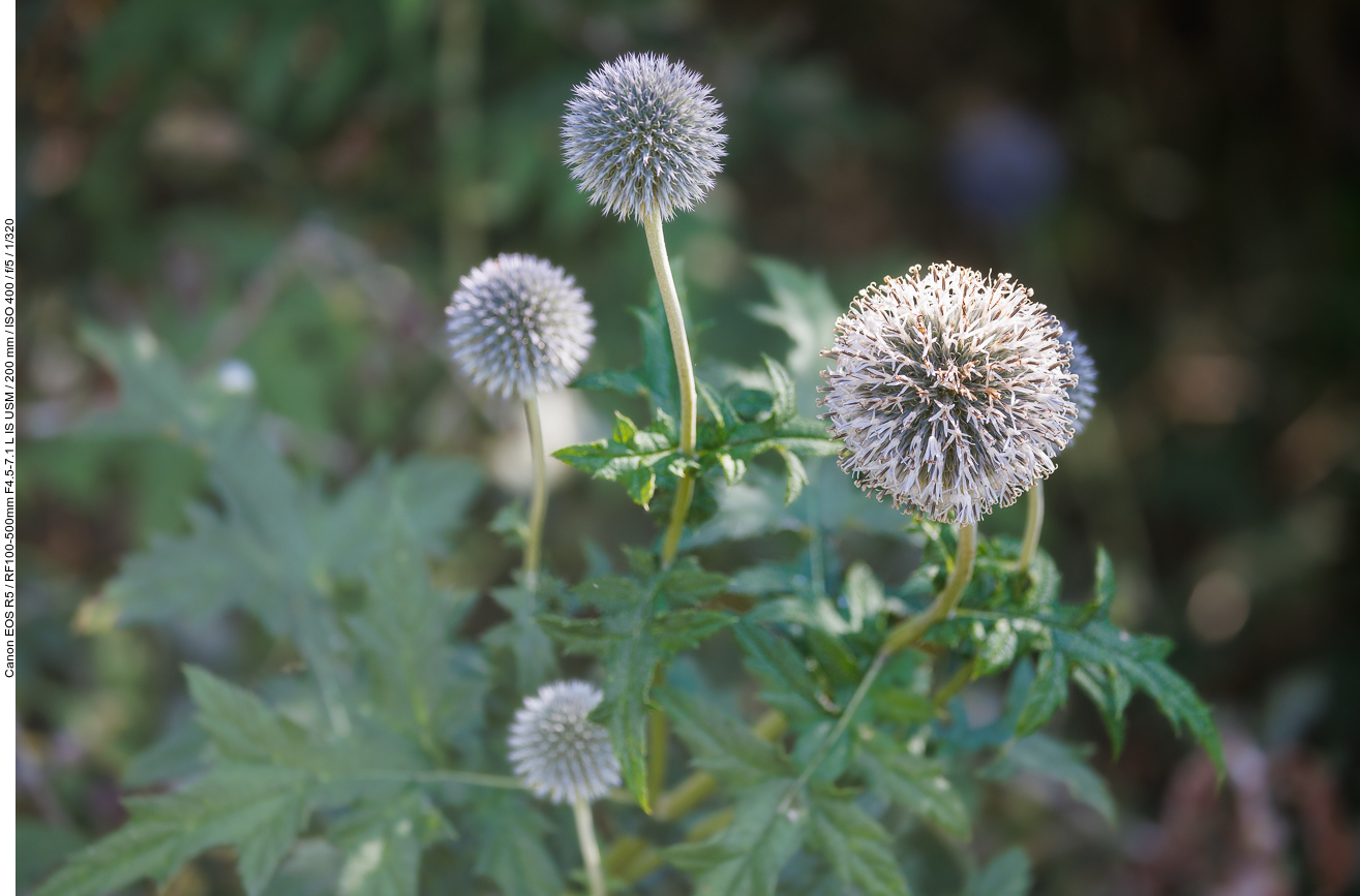 Drüsenlose Kugeldistel [Echinops exaltatus]