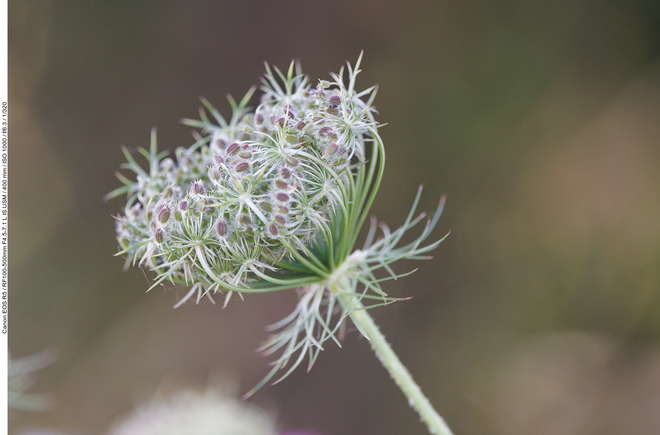 Wilde Möhre [Daucus carota]